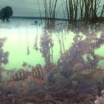 Las mejores cámaras para la pesca submarina.