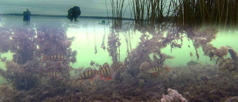 Las mejores cámaras para la pesca submarina.