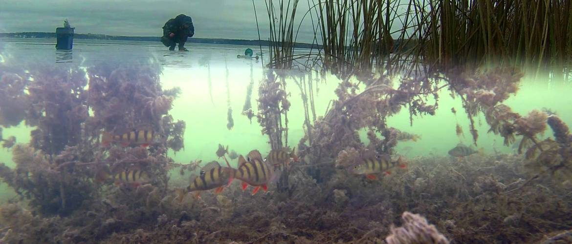 Las mejores cámaras para la pesca submarina.