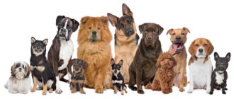 ¿Cómo elegir la comida para tu perro favorito?