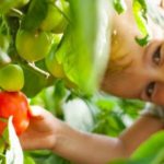 TOP 9 mejores variedades de tomates o tomates
