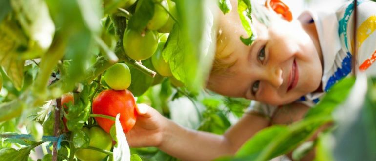 TOP 9 der besten Sorten von Tomaten oder Tomaten