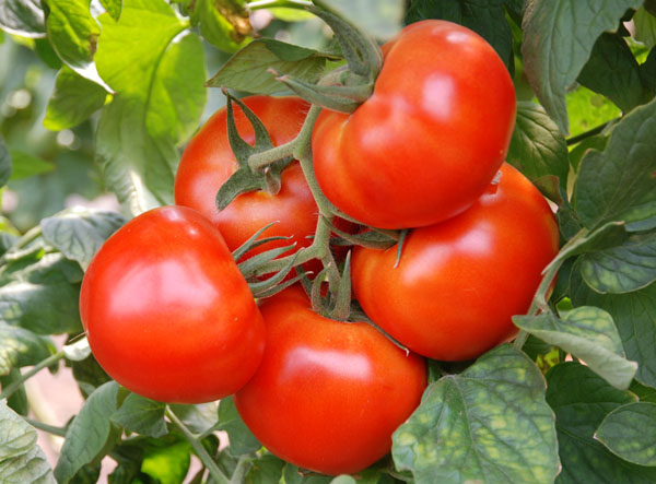 Foto del gallo rojo