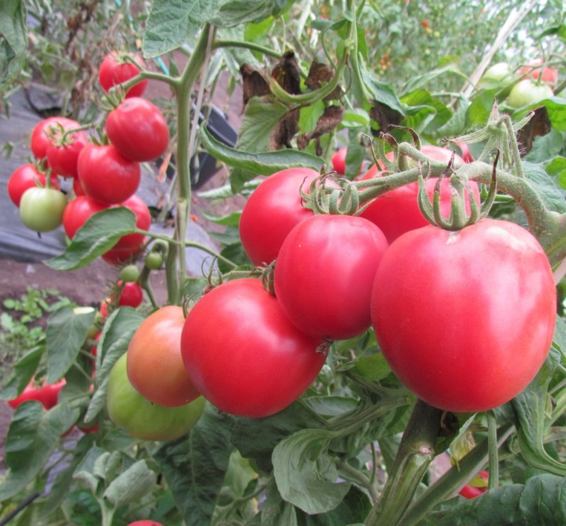 Semillas de tomate Foto de primer grado
