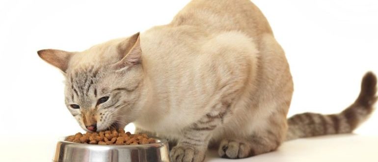 Elige comida para gatos