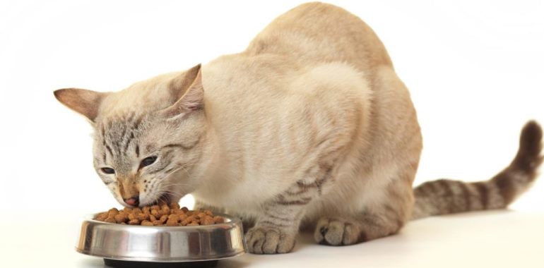 Elige comida para gatos