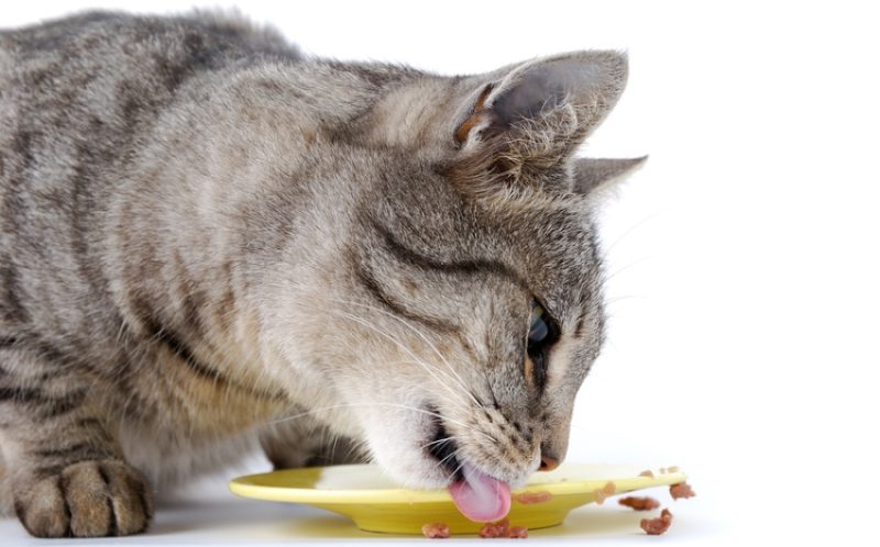 Elegir la comida para gatos adecuada